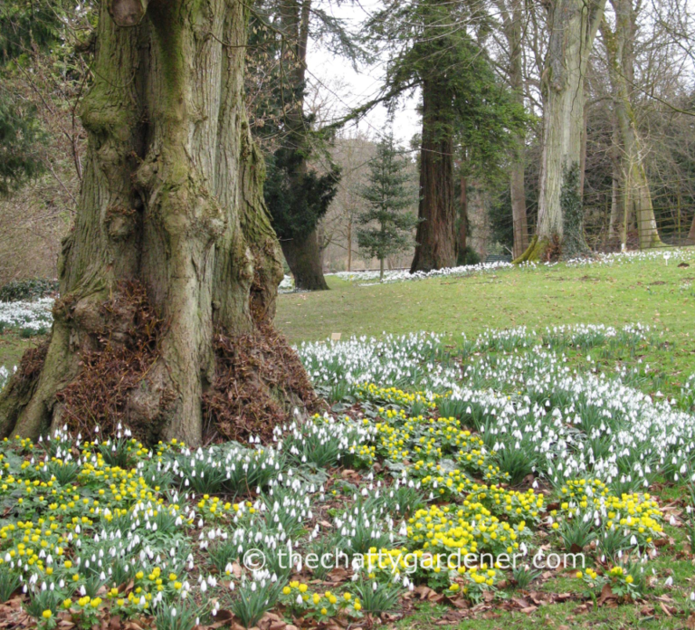 Snowdrops Rhs Cotswold snowdrops add to RHS display - The Chatty Gardener